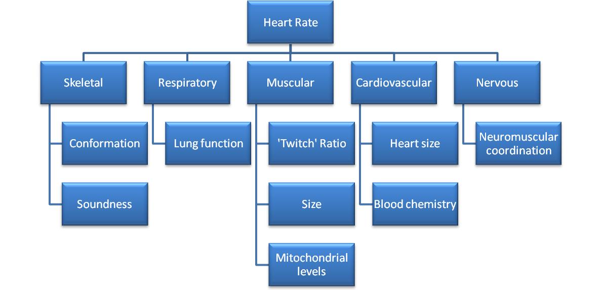 Heart Rate Flow Chart