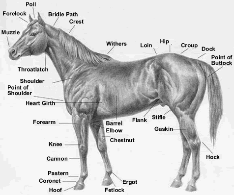 Thoroughbred Conformation Chart